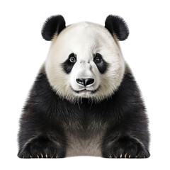 Portrait of giant panda bear isolated on transparent or white background