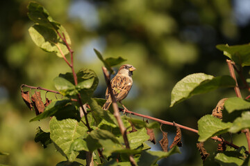 Moineau domestique (Passer domesticus)
Passer domesticus in its natural element
