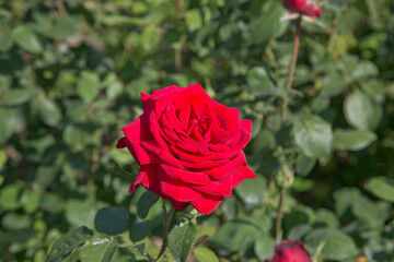 Beautiful bunch of summer Red flowers in a vase.