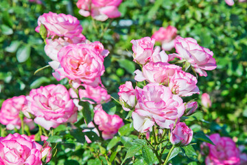 Bi color, Pink and white roses in the garden in full bloom.