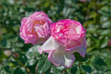 Bi color, Pink and white roses in the garden in full bloom.