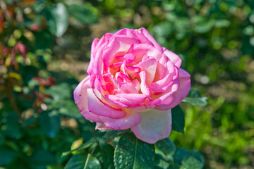 Bi color, Pink and white roses in the garden in full bloom.