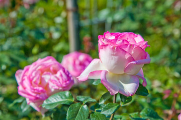 Bi color, Pink and white roses in the garden in full bloom.