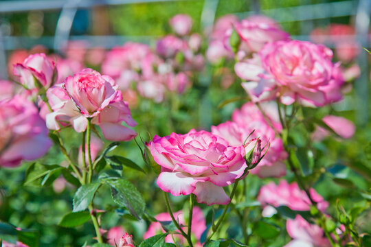 Bi color, Pink and white roses in the garden in full bloom.