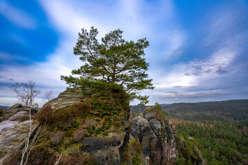 Kiefer auf einem Gipfel im Elbsandsteingebirge 6