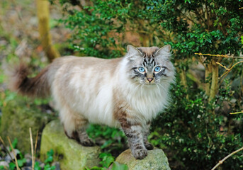 Beautiful cat of the Neva masquerade breed