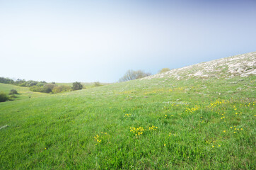 Fog in green mountain meadow.