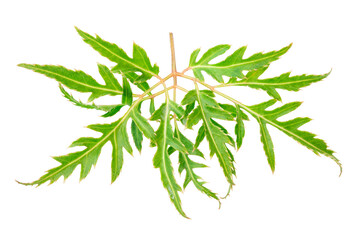 Fresh Polyscias fruticosa or ming aralia leaves isolated on white background - obrazy, fototapety, plakaty