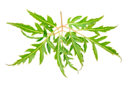 Fresh Polyscias fruticosa or ming aralia leaves isolated on white background
