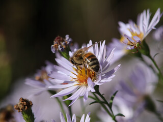 Abeille domestique --- Abeille mellifère (Apis mellifera)
Apis mellifera on an unidentified flower or plant

