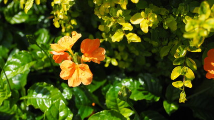 Orange Crossandra (Crossandra infundibuliformis) (Fire Cracker flower) with water drops on petals,...