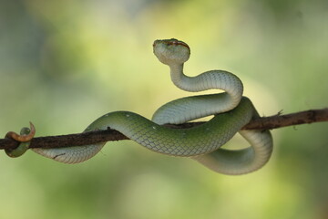 Fototapeta premium snake, viper snake, tropidolaemus subannulatus, a viper Tropidolaemus subannulatus on a small wooden branch 