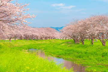 福岡県筑前町草場川の桜並木