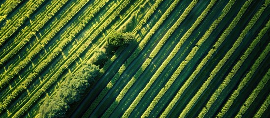 Green energy is produced by solar panels on a solar cell farm.