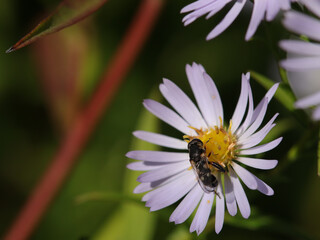 Syritte piaulante --- Syrphe à pattes épaisses (Syritta pipiens)
Syritta pipiens on an unidentified flower or plant
