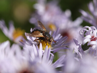Tachinaire hérissonne (Tachina fera)
Tachina fera on an unidentified flower or plant

