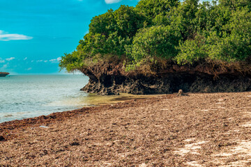 Mangrove trees  growing on coral rocks on the beach at Malindi in Malindi Marine National Park, Kenya