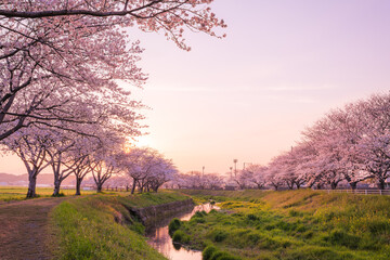 福岡県筑前町草場川の桜並木の夕景