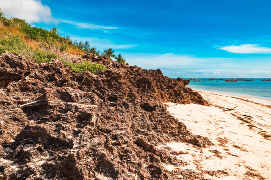 Scenic view of Mangrove trees growing on coral rocks on the beach at Malindi Beach in Kenya