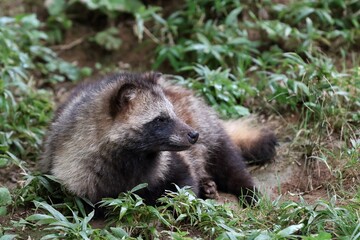 Fototapeta premium 草むらで横になるタヌキのポートレート