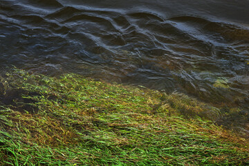 Marine vegetation in the Loire River in France - 738603786