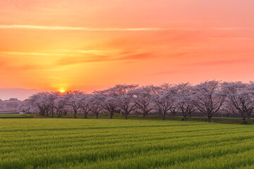 Obraz premium 福岡県筑前町草場川の桜並木の夕景