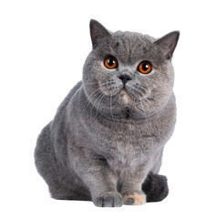 Fabulous young adult blue tortie British Shorthair cat, sitting half up. Looking towards camera with big orange eyes. Isolated cutout on a transparent background.