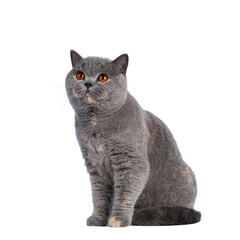 Fabulous young adult blue tortie British Shorthair cat, sittig up side ways. Looking up and away from camera with big orange eyes. Isolated cutout on a transparent background.
