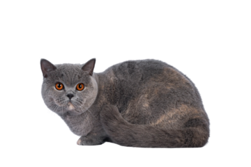 Fabulous young adult blue tortie British Shorthair cat, laying down side ways. Looking towards camera with big orange eyes. Isolated cutout on a transparent background.