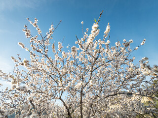 Colors Of The Almond Spring