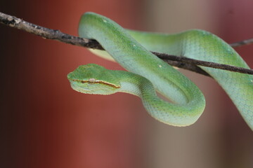 snake, viper, tropidolaemus subannulatus, a viper tropidolaemus subannulatus on a wooden branch

