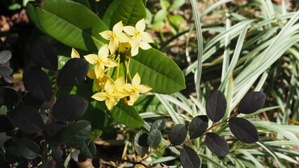 Obraz premium Ixora Yellow flowers, with dark leaves on the left and bokeh background of green leaves