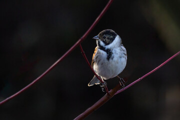 Photographed perched on a branch is a male reed bunting, Emberiza schoeniclus. there is copy space around the bird
