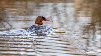 A profile portrait of a goosander, Mergus merganser, photographed as it is swimming away from the camera on the water
