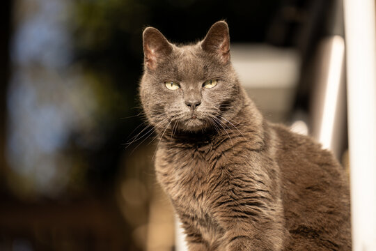 Grey British Shorthair cat sitting in the sunshine at the top of a flight of stairs