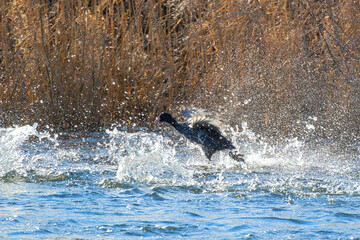 black coot taking flight from pond surface - 738606352
