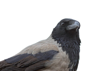 closeup of hooded crow over white - 738606396