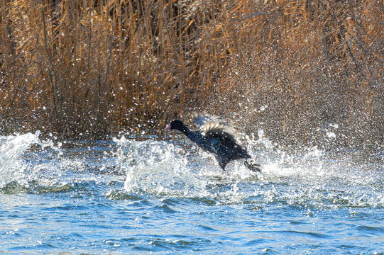 black coot taking flight from pond surface