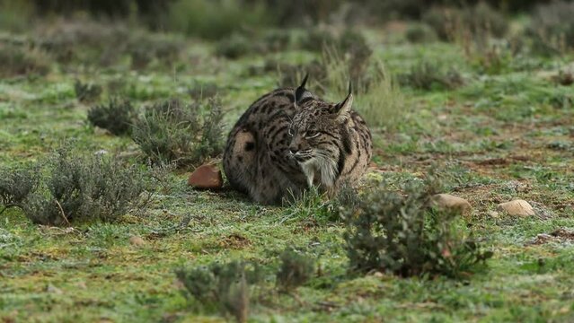 Radiomarked Iberian Lynx male in his breeding territory, before the sun rises in a Mediterranean mountain on a cold January day
