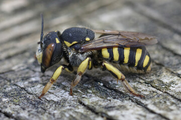 Closeup on a Mediterranean female Florentine Woolcarder solitary bee, Anthidium florentinum sitting on wood