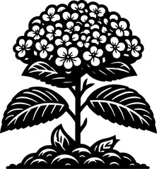 Hydrangeaceae Plant icon 19