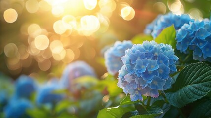 Beautiful bright background of a summer garden with a flowering blue hydrangea bush - obrazy, fototapety, plakaty