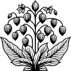 Himantandraceae Plant icon 1