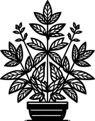 Hernandiaceae Plant icon 4