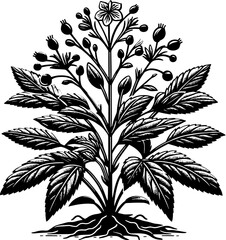Helwingiaceae Plant icon 11