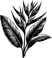 Heliconiaceae Plant icon 11