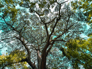 tree in autumn,Top of the Tree,Clever of Photographer, What a Scene
