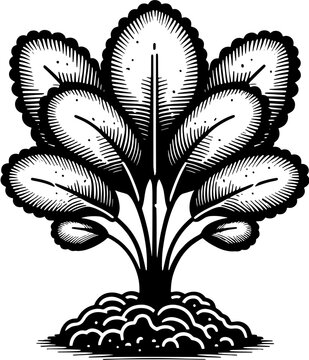 Haloragaceae Plant icon