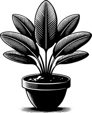 Haloragaceae Plant icon 3