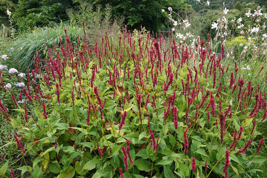 Colorful closeup on an aggregatrion of Red Bistrot plants, Persicaria amplexicaulis, in the garden